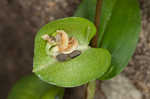 Common dayflower